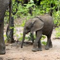 ZMB EAS SouthLuangwa 2016DEC09 KapaniLodge 044 : 2016, 2016 - African Adventures, Africa, Date, December, Eastern, Kapani Lodge, Mfuwe, Month, Places, South Luanga, Trips, Year, Zambia